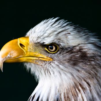 My eagle pic.