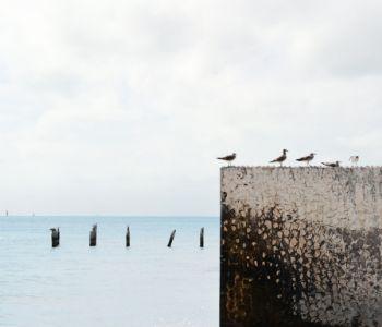 Some birds over a square wall by a beach.
