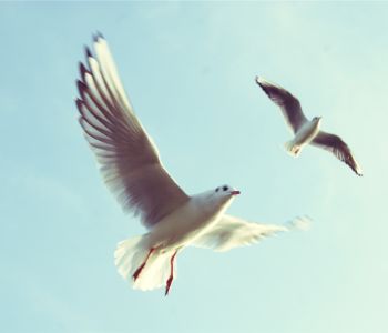 Two seagulls.