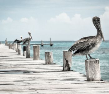 Weird bird staring from a side pole of a sea boardwalk.